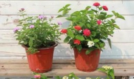 成龙房产爆料视频最新,揭秘明星豪宅背后的惊人真相！